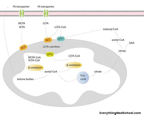 4 Methods For Memorizing Biochemistry Pathways Everything Med School