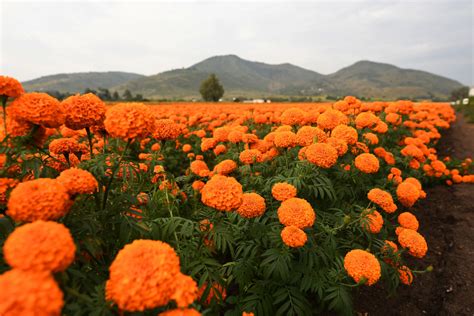 Tlajomulco número uno en producción de cempasúchil en Jalisco Siker