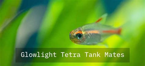 42 Best Glowlight Tetra Tank Mates | All The Information You'll Need!