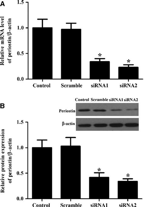 Periostin Downregulation Attenuates The Profibrogenic Response Of