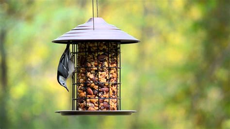 Wild Birds Unlimited Tidy Cylinder Feeder Youtube