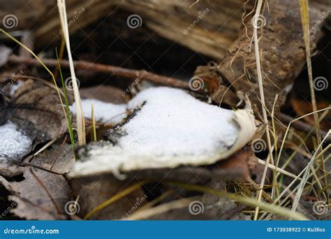 small amount  snow   wood  stumps winter   snow