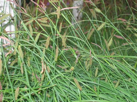 Carex species | Sedge. Perennial in part shade to shade in m… | Flickr