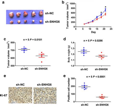 Snhg Knockdown Inhibited Tumor Growth In Vivo A Schematic