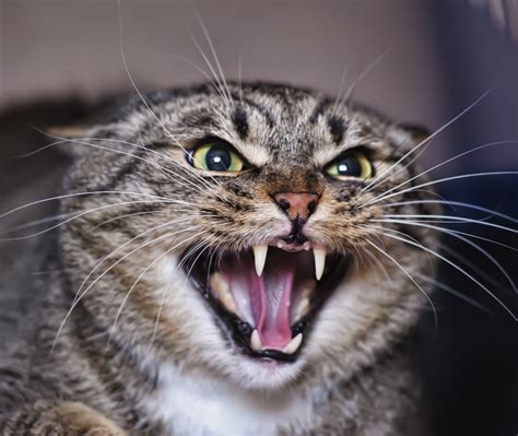 Why Does my Cat Attack? A guide to feline aggression - Vet Help Direct