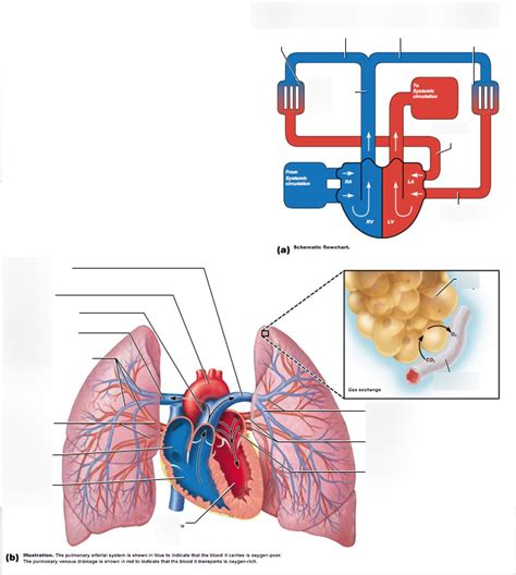 Pulmonary Circulation Diagram Quizlet