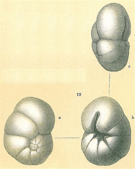 Worms World Register Of Marine Species