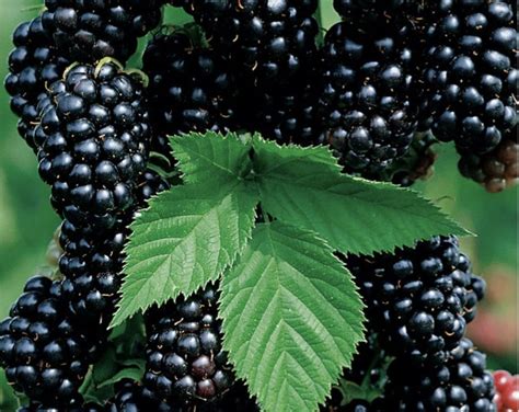 Triple Crown 5 Live 2year Old Thornless Bare Root Blackberry Plants