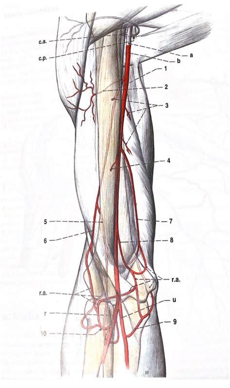 a. brachialis Diagram | Quizlet