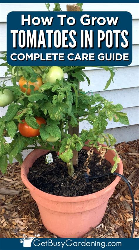 Growing Tomatoes In Pots Containers Complete How To Guide In