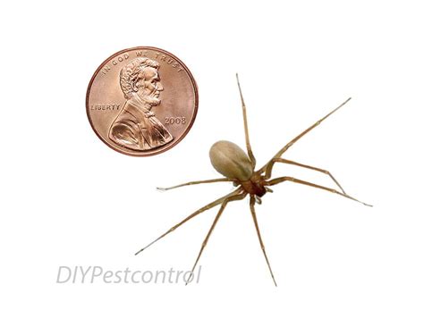 How To Get Rid Of Spiders Top Tips For A Spider Free Home Diy Pest Control