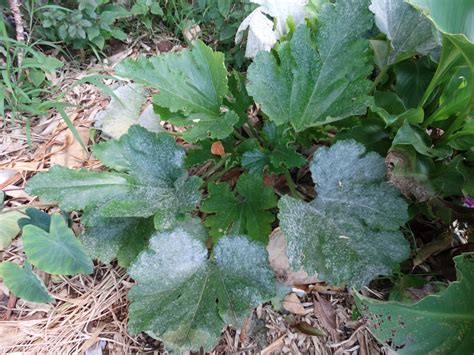 Squash Powdery Mildew Scot Nelson Flickr