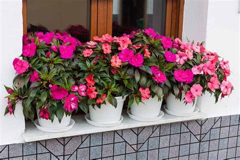 How To Grow And Care For Impatiens Gardeners Path