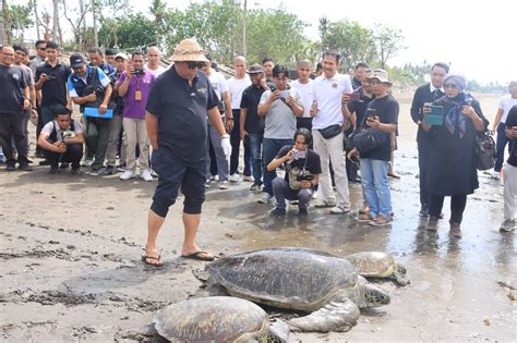 Penyu Laut Besar Dilepasliarkan Di Pantai Perancak