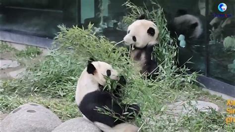 I Think They Are Amazing Danish Panda Keeper Shares Story Of