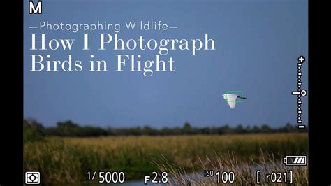 How I Photograph Birds In Flight YouTube