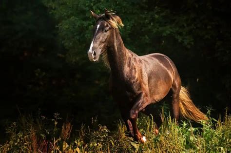 Brown Horse Breeds: 10 Horse Breeds With Brown Coats