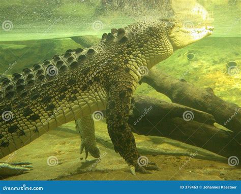 Crocodile Under Water Royalty-Free Stock Photography | CartoonDealer ...