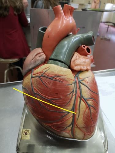 Term List 6 Heart Structures Flashcards Quizlet