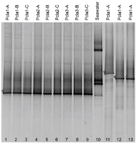 Representative Denaturing Gradient Gel Electrophoresis Dgge Profiles Download Scientific