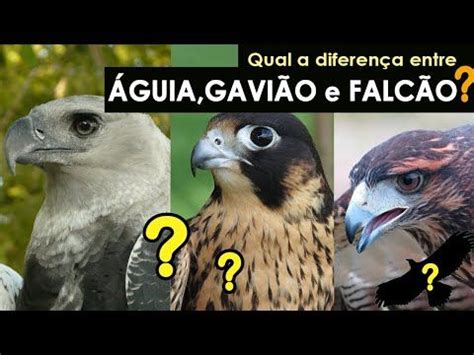 Qual A Diferen A Entre Guia Gavi O E Falc O Existem Guias No Brasil