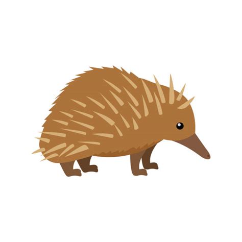 Echidna Four Headed