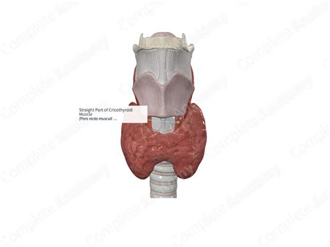 Straight Part Of Cricothyroid Muscle Complete Anatomy