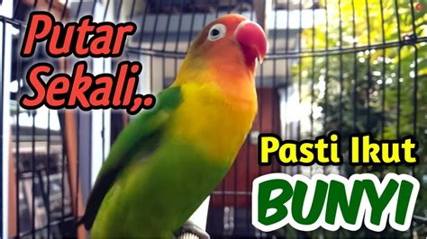 COBA SAJA Suara Burung Lovebird Ini Paling Bisa Membuat Lovebird