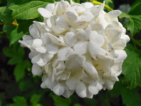 Bola De Nieve Viburnum Opulus Plantas Riomoros