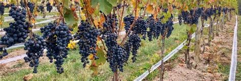 Bella Terra Vineyards Tasting Session & Wine Reviews - Pennsylvania Vine Company