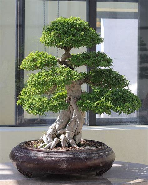 Indoor Bonsai Plants - Plants BN