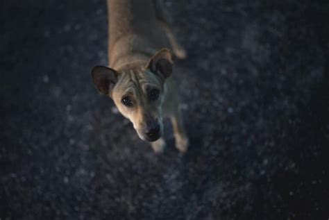 Pourquoi Mon Chien A T Il L Air Triste Quand Je Pars Chienino