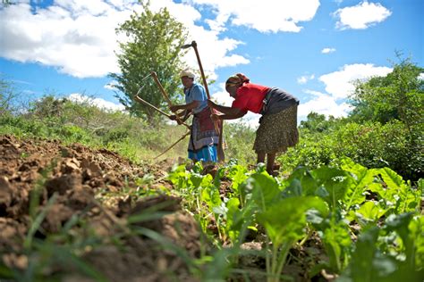 Southern peasants go to school to learn to cultivate to appease hunger ...