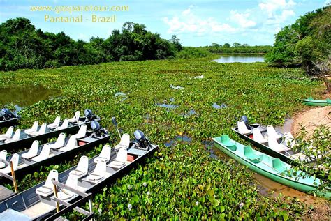 Gasparetour Pantanal And Amazon Tours