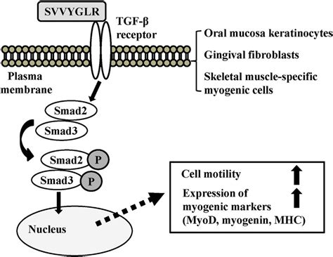 Schematic For The Upregulation Of Cell Motility And Expression Of