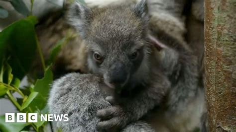 Longleat Welcomes First Southern Koala Joey BBC News