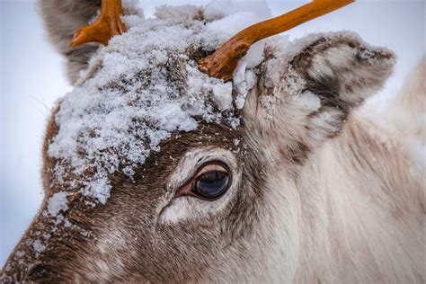 Photo of Reindeer in the Snow · Free Stock Photo