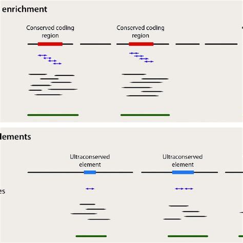 Comparison Of Sanger Sequencing Left And Illumina Next Generation