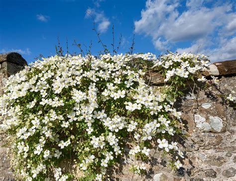 Clematis Montana Alba 6 Pot Hello Hello Plants
