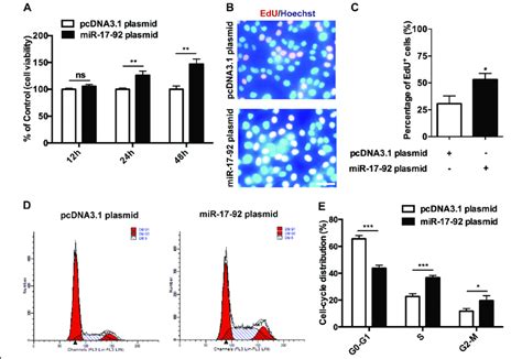 Mir 17 92 Cluster Promotes The Proliferation And The Cell Cycle Download Scientific Diagram