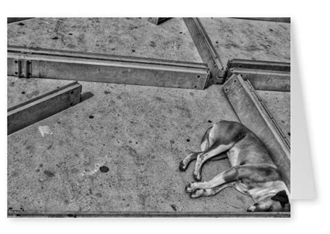 MICHAEL WAGENER - Sleeping Dog | Art, Photo & Illustration Cards 🎨📸 ...