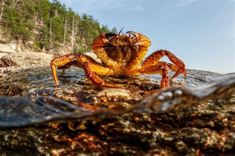 Red King Crabs Invading Uk Shores And Pushing Native Brown Crabs Out