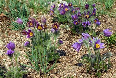 Pasque Flower, Pulsatilla vulgaris – Wisconsin Horticulture