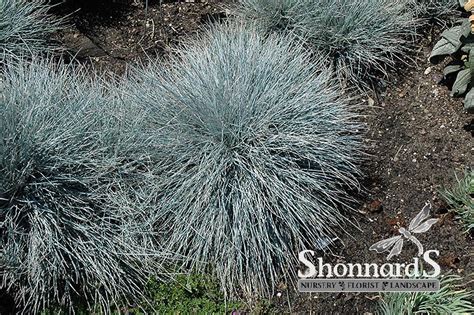 Shonnard’s Nursery Festuca G ‘elijah Blue’ Elijah Blue Fescue 1 Gal