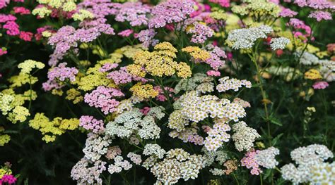 11 Benefits of Having Yarrow in Your Garden