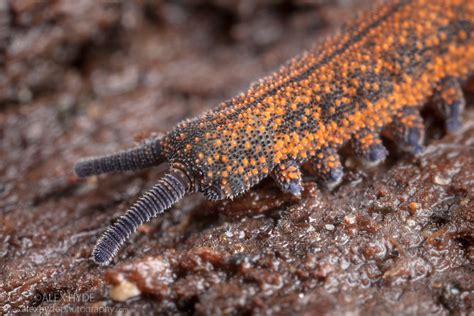 Velvet Worm Peripatus Novaezealandiae Alex Hyde