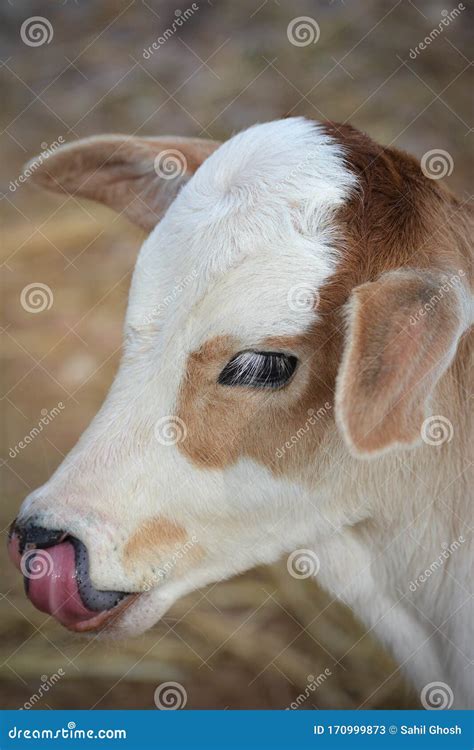 Newborn baby cow. stock image. Image of bovine, brown - 170999873