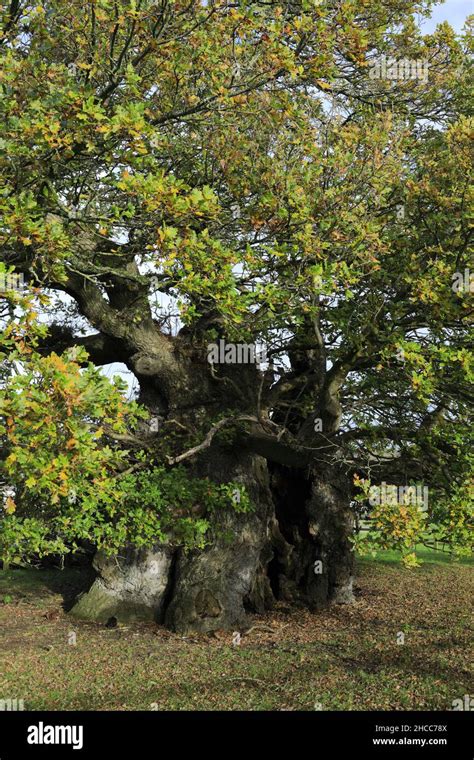 Bowthorpe Oak Tree Hi Res Stock Photography And Images Alamy