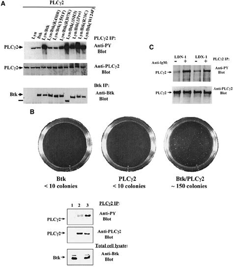 Btk Activation Results In Enhanced Phosphorylation And Downstream