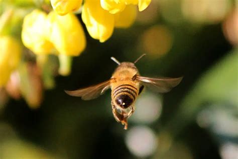 How Bees Collect And Carry Nectar A Comprehensive Guide Revive A Bee